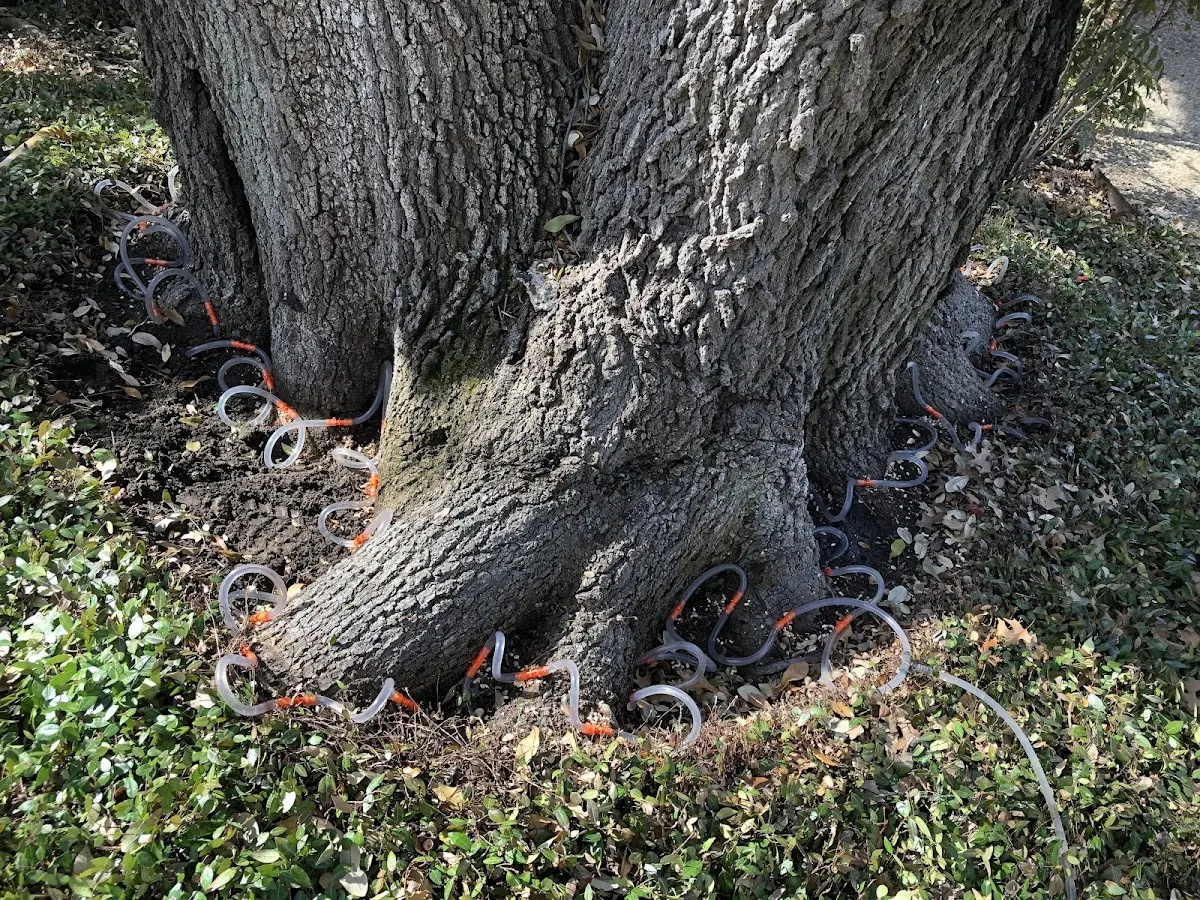 Detailed Tree Cabling and Bracing job site in Odem