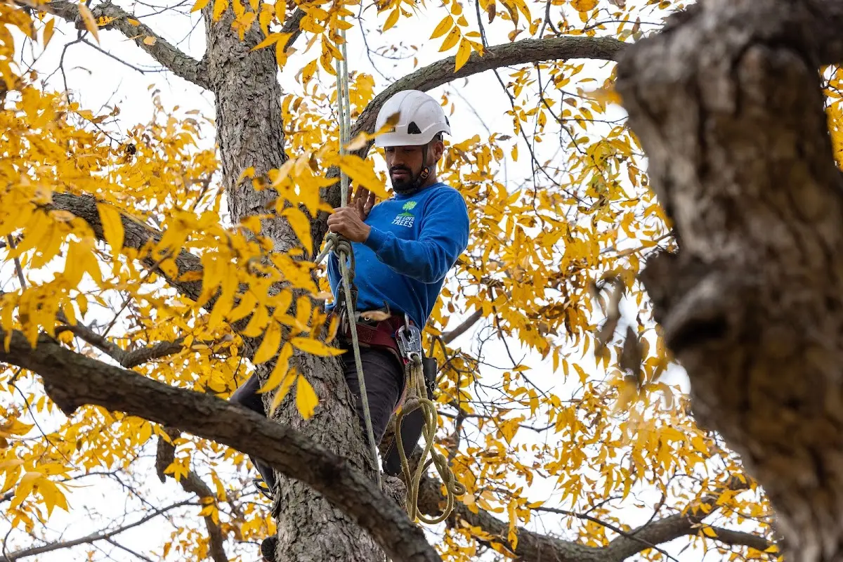 Skilled Tree Planing crew working in Odem